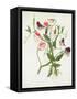 Lathyrus Odoratus-Matilda Conyers-Framed Stretched Canvas