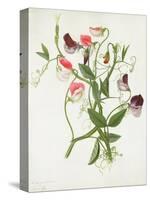 Lathyrus Odoratus-Matilda Conyers-Stretched Canvas