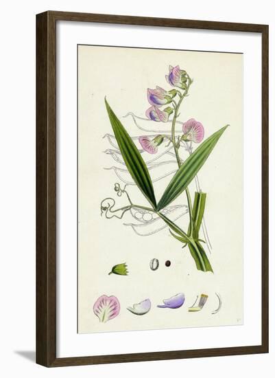 Lathyrus Sylvestris Narrow-Leaved Everlasting Pea-null-Framed Giclee Print