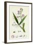 Lathyrus Sylvestris Narrow-Leaved Everlasting Pea-null-Framed Giclee Print