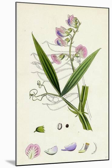 Lathyrus Sylvestris Narrow-Leaved Everlasting Pea-null-Mounted Giclee Print