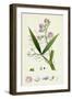 Lathyrus Sylvestris Narrow-Leaved Everlasting Pea-null-Framed Giclee Print