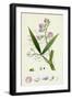 Lathyrus Sylvestris Narrow-Leaved Everlasting Pea-null-Framed Giclee Print