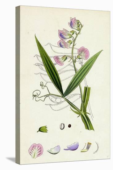 Lathyrus Sylvestris Narrow-Leaved Everlasting Pea-null-Stretched Canvas