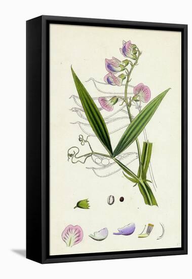Lathyrus Sylvestris Narrow-Leaved Everlasting Pea-null-Framed Stretched Canvas