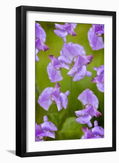 Lathyrus-Viviane Fedieu Danielle-Framed Photographic Print