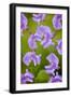 Lathyrus-Viviane Fedieu Danielle-Framed Photographic Print