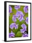 Lathyrus-Viviane Fedieu Danielle-Framed Photographic Print