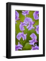 Lathyrus-Viviane Fedieu Danielle-Framed Photographic Print