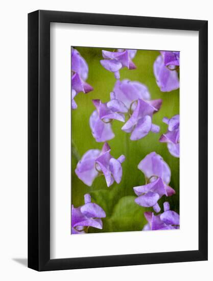 Lathyrus-Viviane Fedieu Danielle-Framed Photographic Print