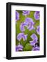 Lathyrus-Viviane Fedieu Danielle-Framed Photographic Print