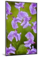 Lathyrus-Viviane Fedieu Danielle-Mounted Photographic Print