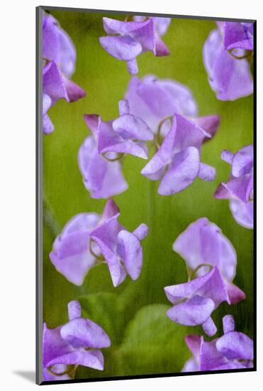 Lathyrus-Viviane Fedieu Danielle-Mounted Photographic Print