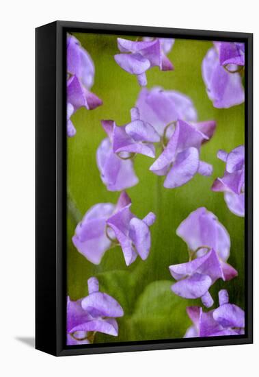 Lathyrus-Viviane Fedieu Danielle-Framed Stretched Canvas