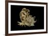 Latiaxis Mawae-Paul Starosta-Framed Photographic Print