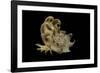 Latiaxis Mawae-Paul Starosta-Framed Photographic Print