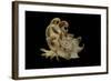 Latiaxis Mawae-Paul Starosta-Framed Photographic Print