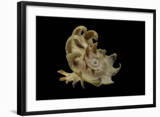 Latiaxis Mawae-Paul Starosta-Framed Photographic Print