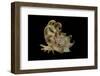 Latiaxis Mawae-Paul Starosta-Framed Photographic Print