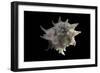 Latiaxis Neocaledonicus-Paul Starosta-Framed Photographic Print