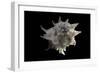 Latiaxis Neocaledonicus-Paul Starosta-Framed Photographic Print