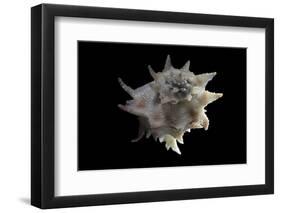 Latiaxis Neocaledonicus-Paul Starosta-Framed Photographic Print