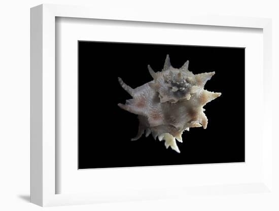 Latiaxis Neocaledonicus-Paul Starosta-Framed Photographic Print