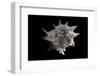 Latiaxis Neocaledonicus-Paul Starosta-Framed Photographic Print