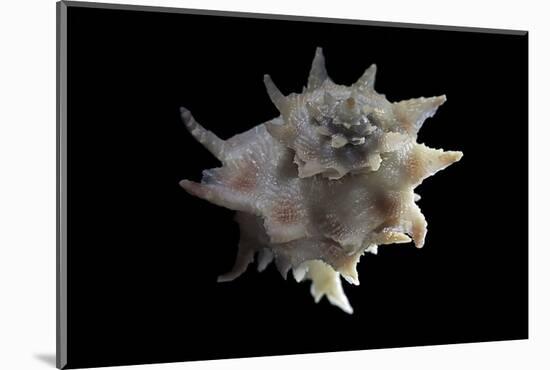 Latiaxis Neocaledonicus-Paul Starosta-Mounted Photographic Print