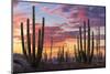 Latin America, Mexico, Baja California, sunrise near Catavinia-Christian Heeb-Mounted Photographic Print