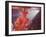 Latin Quarter Nightclub Show-Gordon Parks-Framed Photographic Print