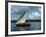 Latine Rig Fishing Boat, Kenya, East Africa, Africa-null-Framed Photographic Print