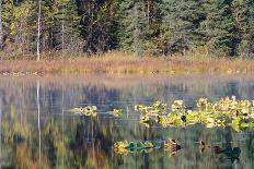 Lilly Pads Reflected in Lake-Latitude 59 LLP-Photographic Print