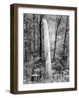 Latourell Falls, Columbia River Gorge National Scenic Area, Oregon, USA-Charles Crust-Framed Photographic Print