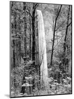 Latourell Falls, Columbia River Gorge National Scenic Area, Oregon, USA-Charles Crust-Mounted Photographic Print