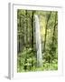 Latourell Falls, Columbia River Gorge National Scenic Area, Oregon, USA-Charles Crust-Framed Photographic Print