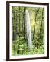 Latourell Falls, Columbia River Gorge National Scenic Area, Oregon, USA-Charles Crust-Framed Photographic Print