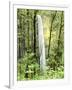 Latourell Falls, Columbia River Gorge National Scenic Area, Oregon, USA-Charles Crust-Framed Photographic Print