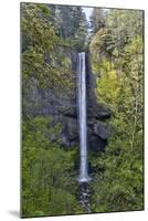 Latourell Falls Columbia River Gorge National Scenic Area, Oregon-Darrell Gulin-Mounted Photographic Print