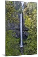 Latourell Falls Columbia River Gorge National Scenic Area, Oregon-Darrell Gulin-Mounted Premium Photographic Print