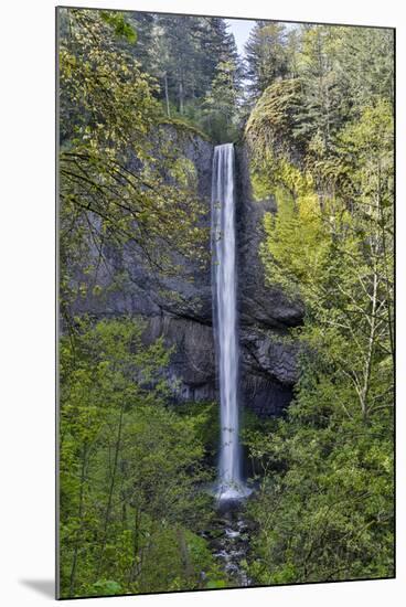 Latourell Falls Columbia River Gorge National Scenic Area, Oregon-Darrell Gulin-Mounted Premium Photographic Print