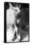 Lattesa-Roberta Nozza-Framed Stretched Canvas
