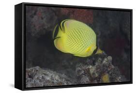 Latticed Buterflyfish, Fiji-Stocktrek Images-Framed Stretched Canvas