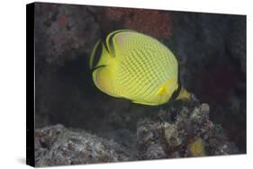 Latticed Buterflyfish, Fiji-Stocktrek Images-Stretched Canvas