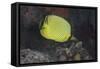 Latticed Buterflyfish, Fiji-Stocktrek Images-Framed Stretched Canvas