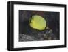 Latticed Buterflyfish, Fiji-Stocktrek Images-Framed Photographic Print