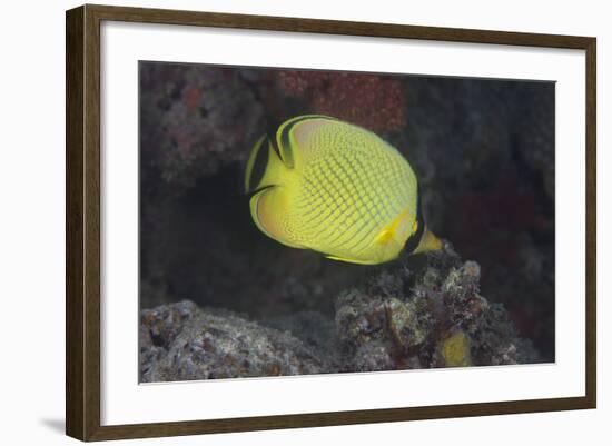 Latticed Buterflyfish, Fiji-Stocktrek Images-Framed Photographic Print