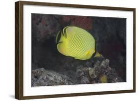 Latticed Buterflyfish, Fiji-Stocktrek Images-Framed Photographic Print