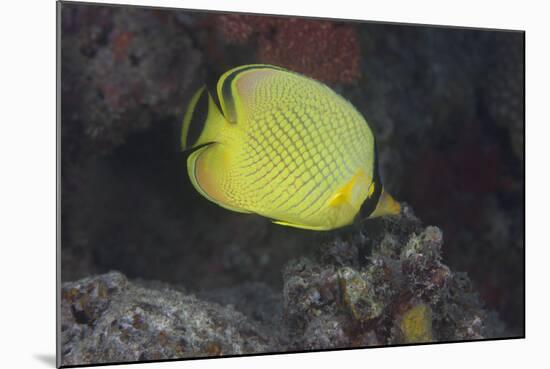 Latticed Buterflyfish, Fiji-Stocktrek Images-Mounted Photographic Print