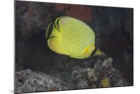 Latticed Buterflyfish, Fiji-Stocktrek Images-Mounted Photographic Print